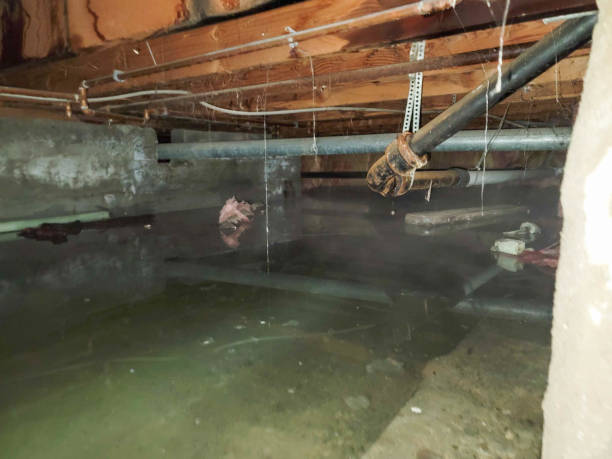 Best Flooded house restoration  in Bradfordville, FL
